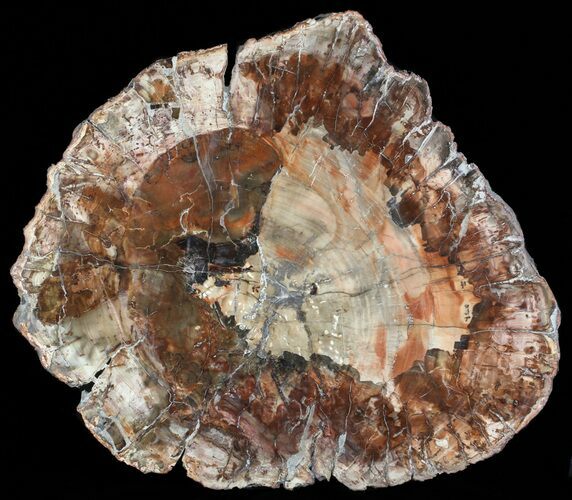 Colorful Petrified Wood Round - Madagascar #61864
